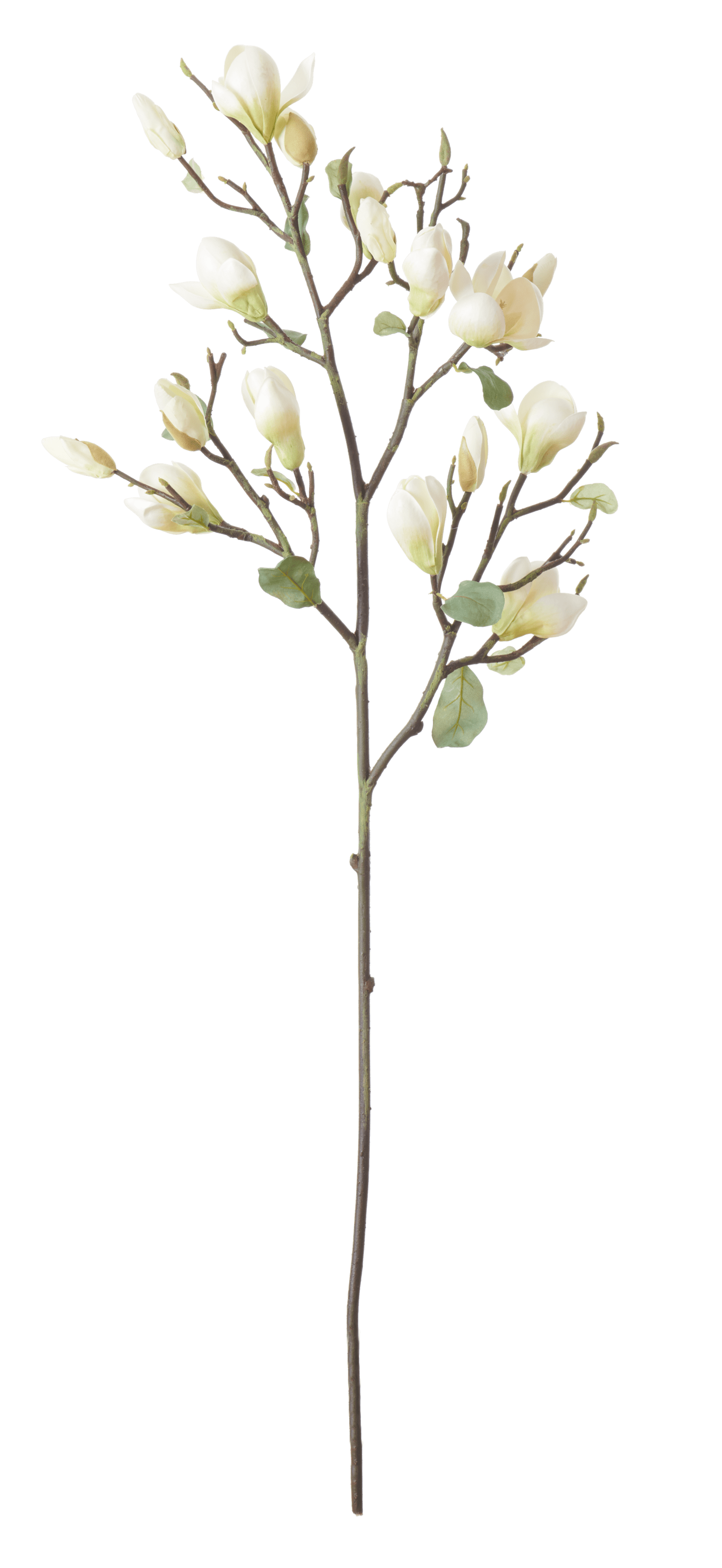 Neptune Flowers & Plants Magnolia Spray