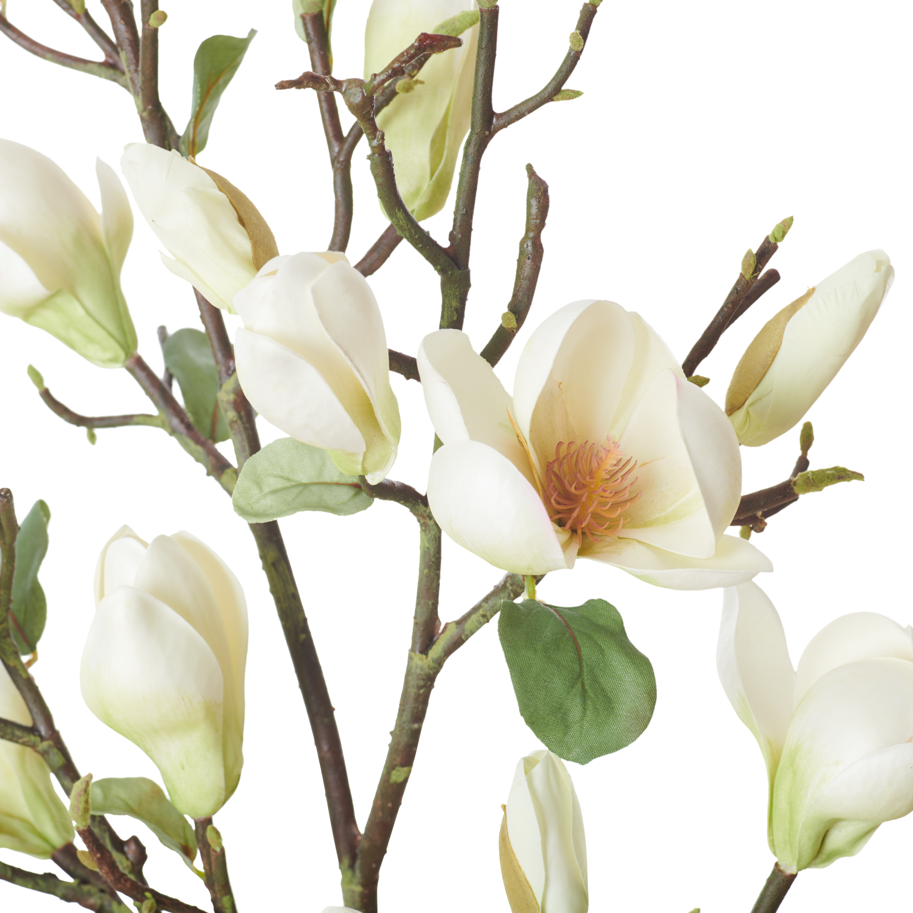 Neptune Flowers & Plants Magnolia Spray