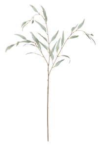 Olive Branch – Neptune