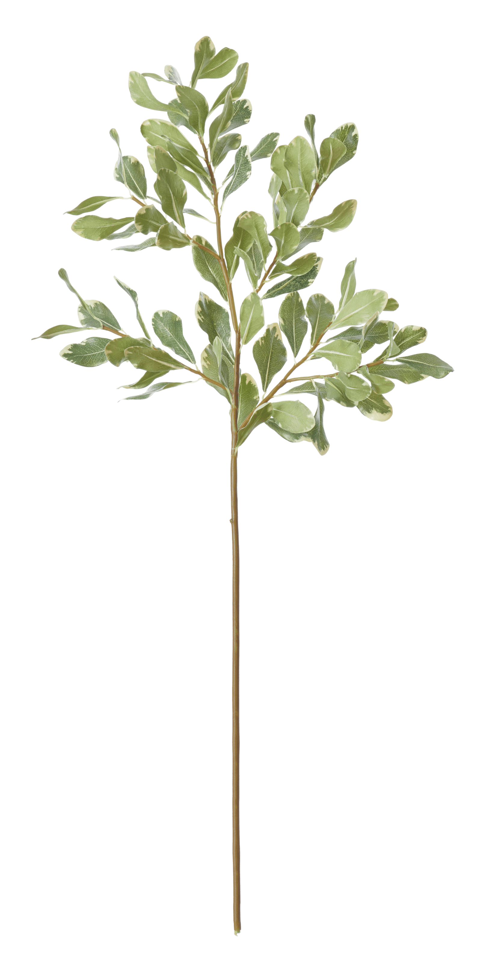 Neptune Flowers & Plants Pittosporum Spray