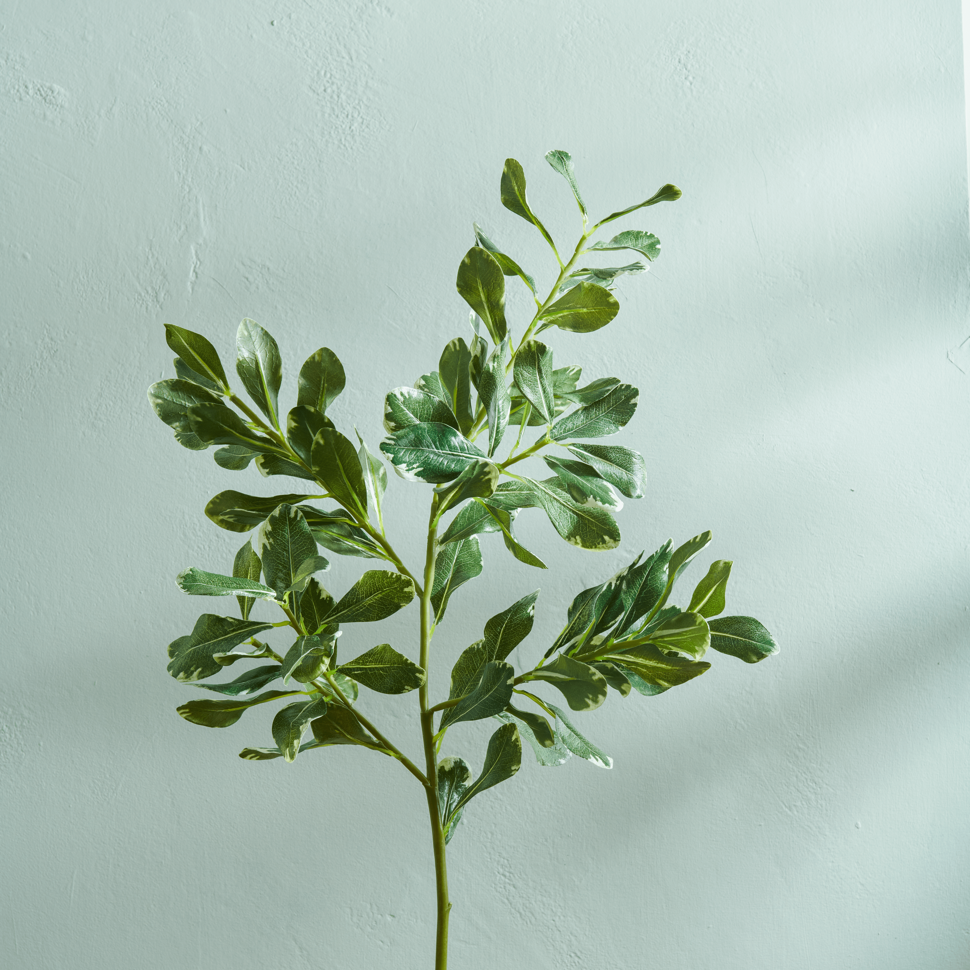 Neptune Flowers & Plants Pittosporum Spray