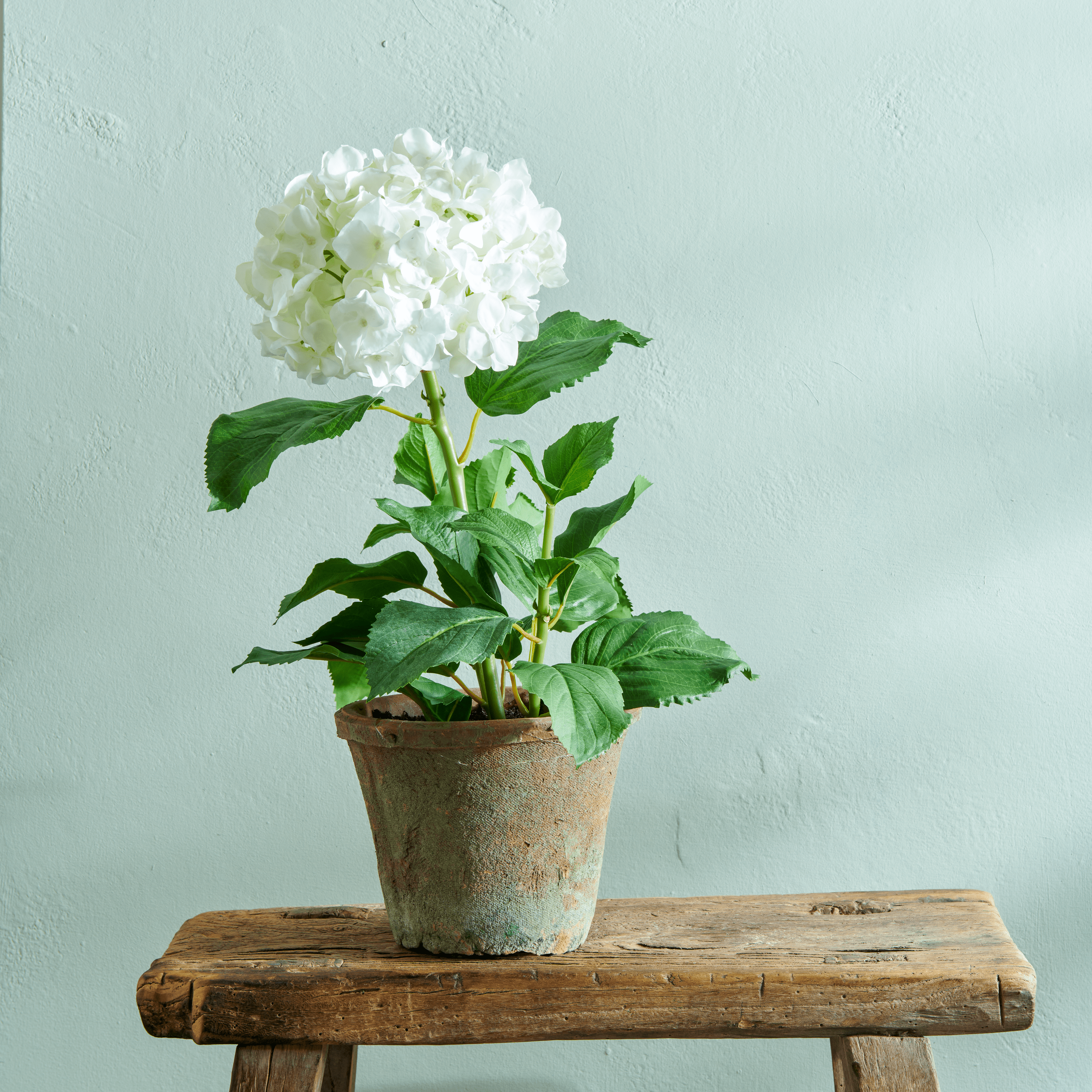 Neptune Flowers & Plants Potted Hydrangea