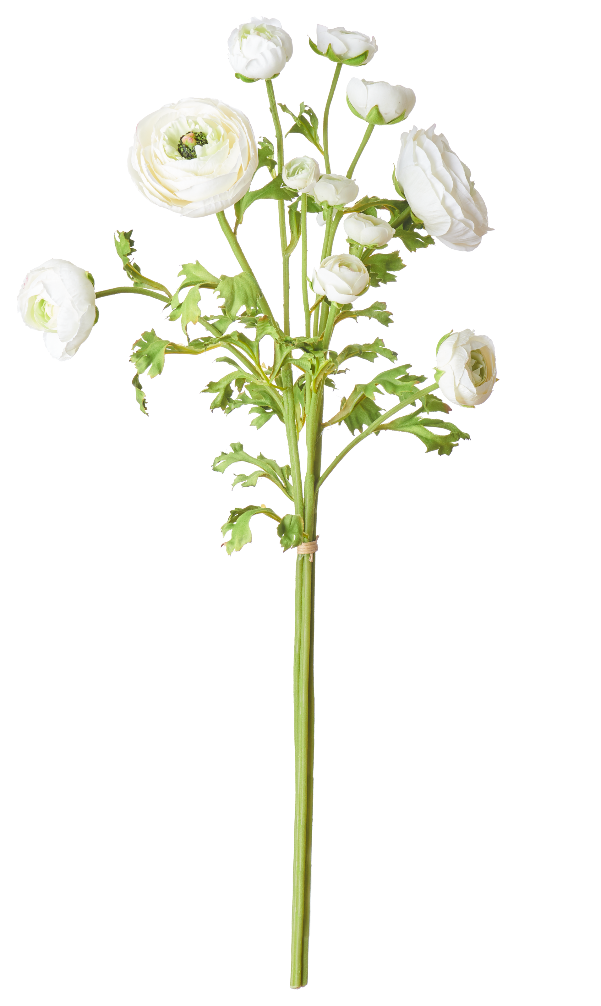 Neptune Flowers & Plants Ranunculus Bundle