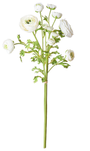 Ranunculus Bundle