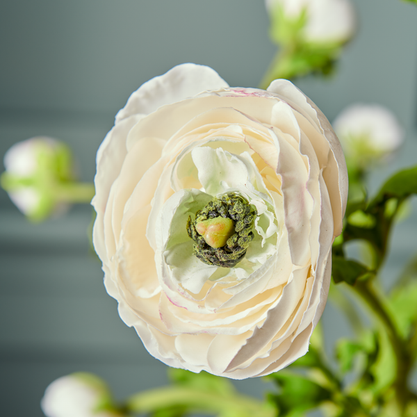 Neptune Flowers & Plants Ranunculus Bundle