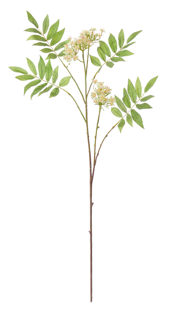 Neptune Flowers & Plants Rowan Blossom Stem
