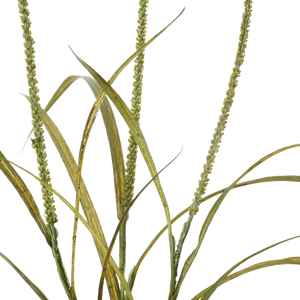Sea Arrowgrass Stem