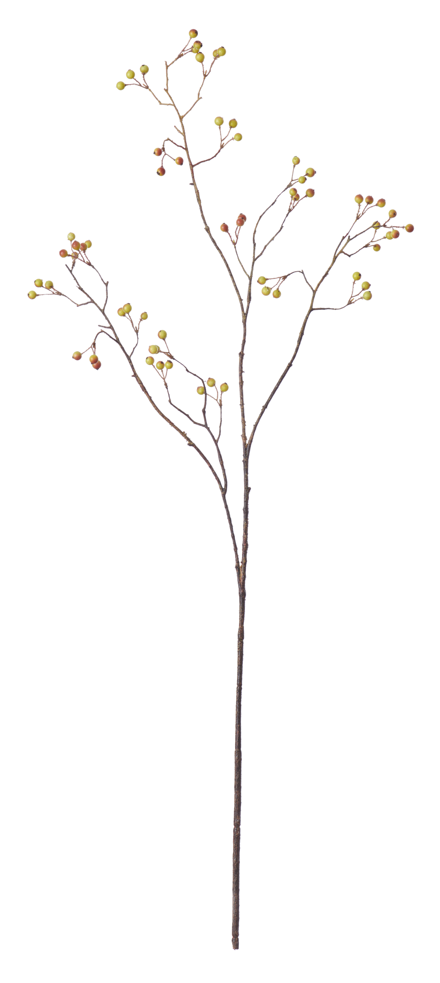 Neptune Flowers & Plants Snowberry Twig