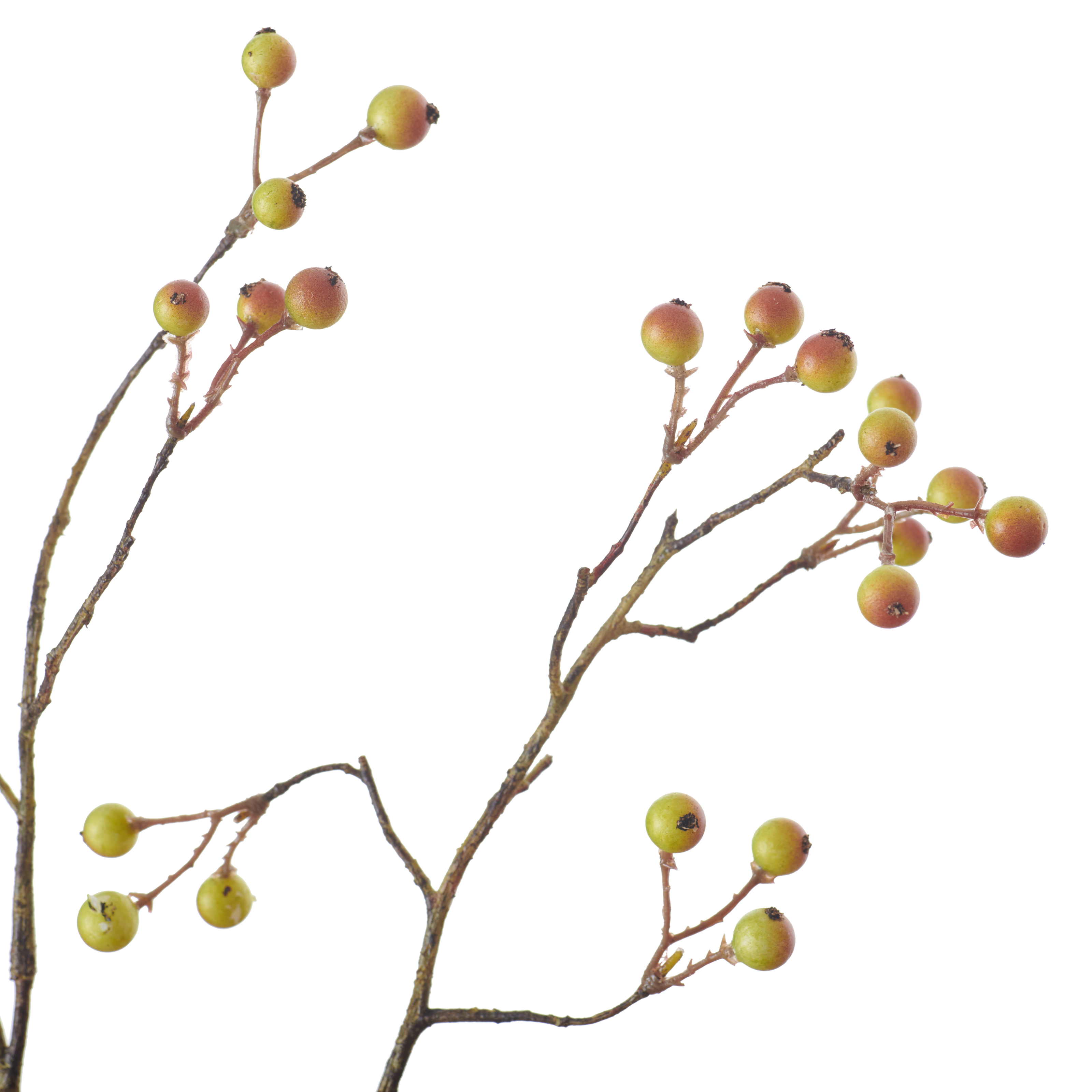 Neptune Flowers & Plants Snowberry Twig