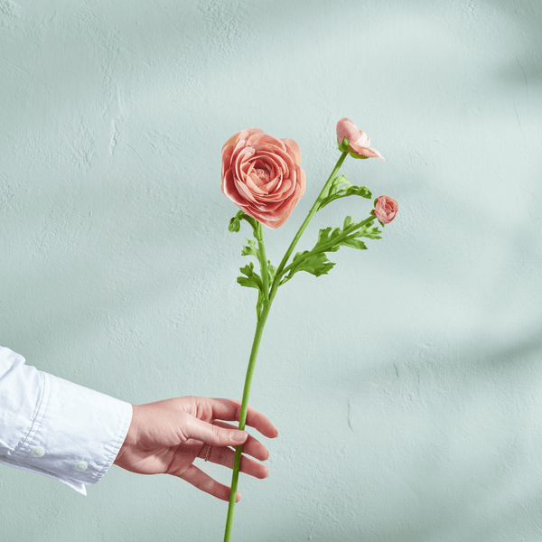 Neptune Flowers & Plants Ranunculus Flower